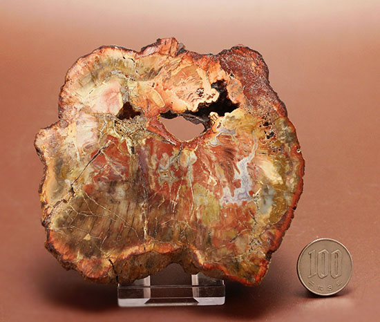 針葉樹の仲間、生きた化石と呼ばれるアラウカリアと思しき樹木の珪化木