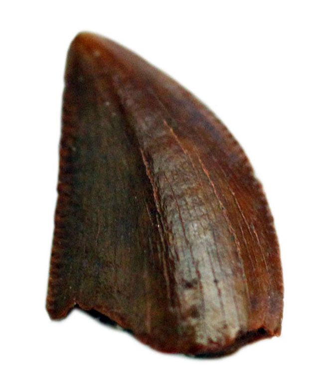 レア!小さき捕食者オルニトレステス(Ornitholestes hermanni)の歯化石(その1)