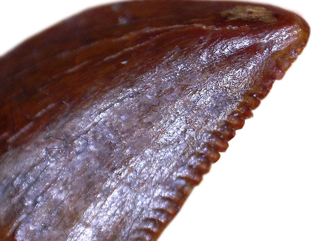 レア!小さき捕食者オルニトレステス(Ornitholestes hermanni)の歯化石(その3)