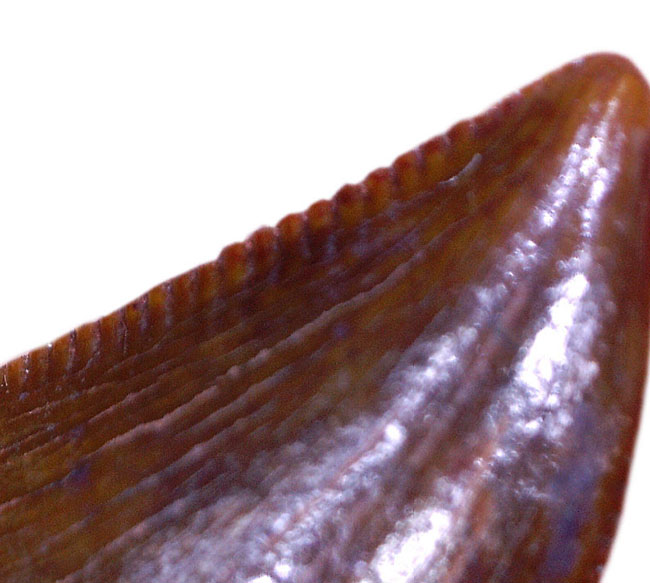 レア！小さき捕食者オルニトレステス（Ornitholestes hermanni）の歯化石（その7）