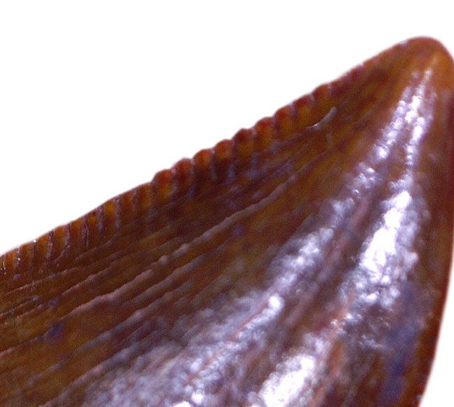 レア!小さき捕食者オルニトレステス(Ornitholestes hermanni)の歯化石(その7)
