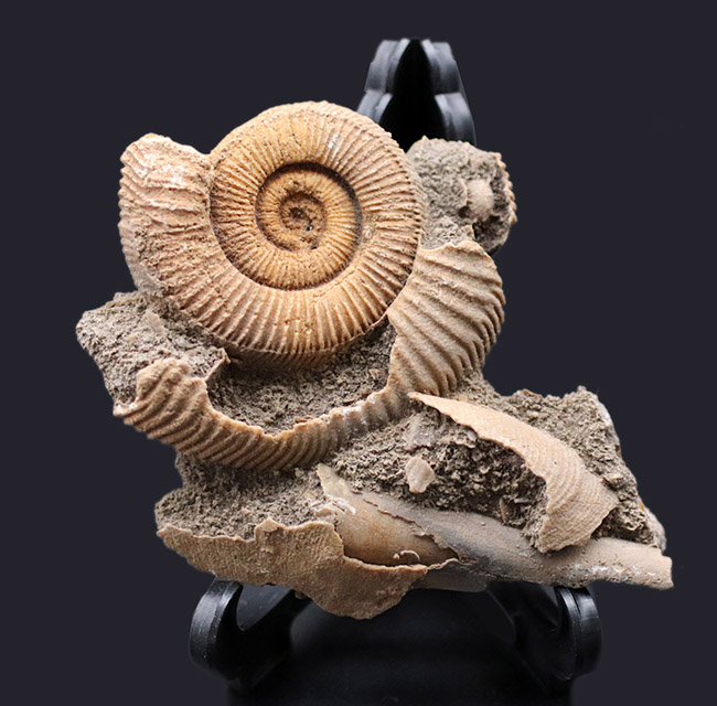 ジュラ紀、人気のドイツ産のアンモナイトの、ダクチリオセラス(Dactylioceras sp.)(その1)