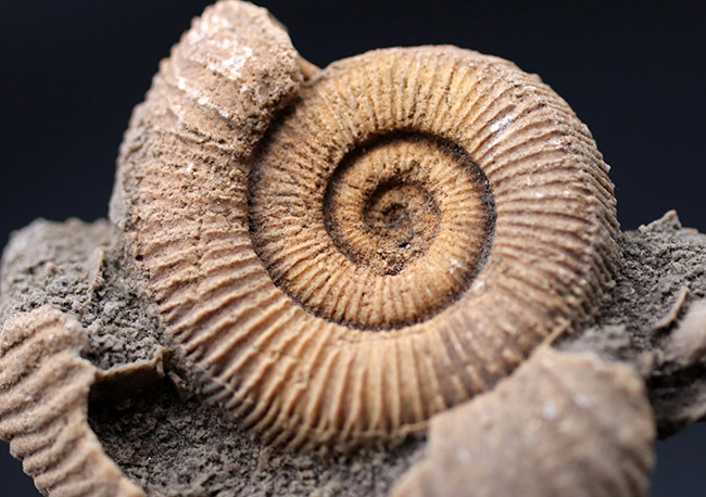 ジュラ紀、人気のドイツ産のアンモナイトの、ダクチリオセラス(Dactylioceras sp.)(その2)