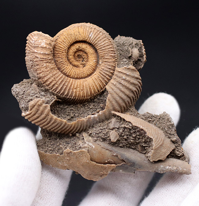 ジュラ紀、人気のドイツ産のアンモナイトの、ダクチリオセラス(Dactylioceras sp.)(その3)
