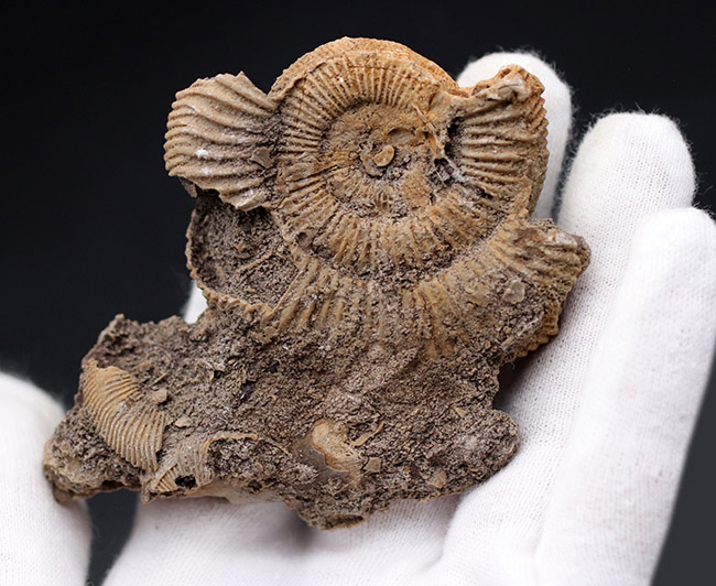 ジュラ紀、人気のドイツ産のアンモナイトの、ダクチリオセラス(Dactylioceras sp.)(その4)