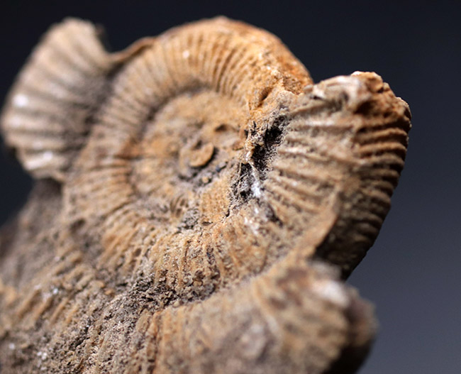 ジュラ紀、人気のドイツ産のアンモナイトの、ダクチリオセラス(Dactylioceras sp.)(その5)