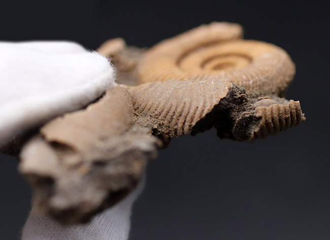 ジュラ紀、人気のドイツ産のアンモナイトの、ダクチリオセラス(Dactylioceras sp.)(その7)