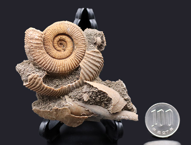 ジュラ紀、人気のドイツ産のアンモナイトの、ダクチリオセラス(Dactylioceras sp.)(その8)