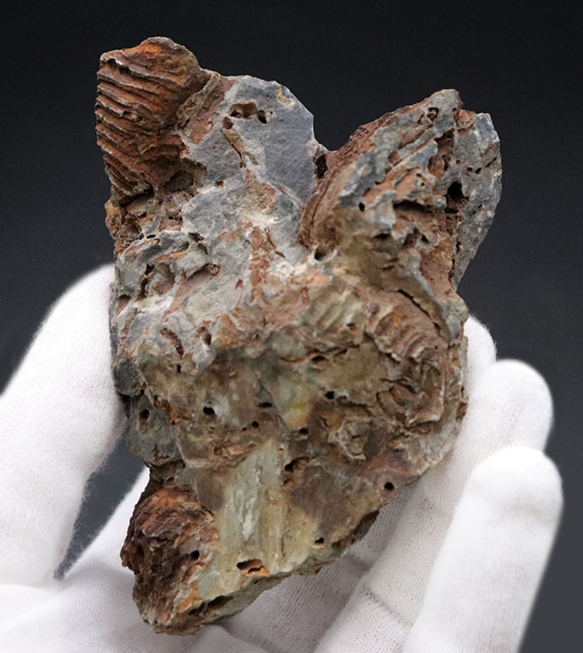 マニアックシリーズ、奇々怪々！発見当初は魚の歯の化石だと考えられた腕足類、レプトダス（Leptodus）の化石。岩手県陸前高田市産（その1）