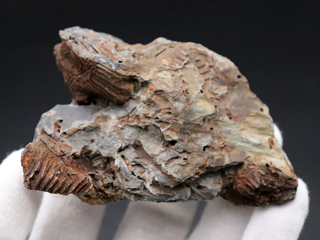 マニアックシリーズ、奇々怪々！発見当初は魚の歯の化石だと考えられた腕足類、レプトダス（Leptodus）の化石。岩手県陸前高田市産（その3）