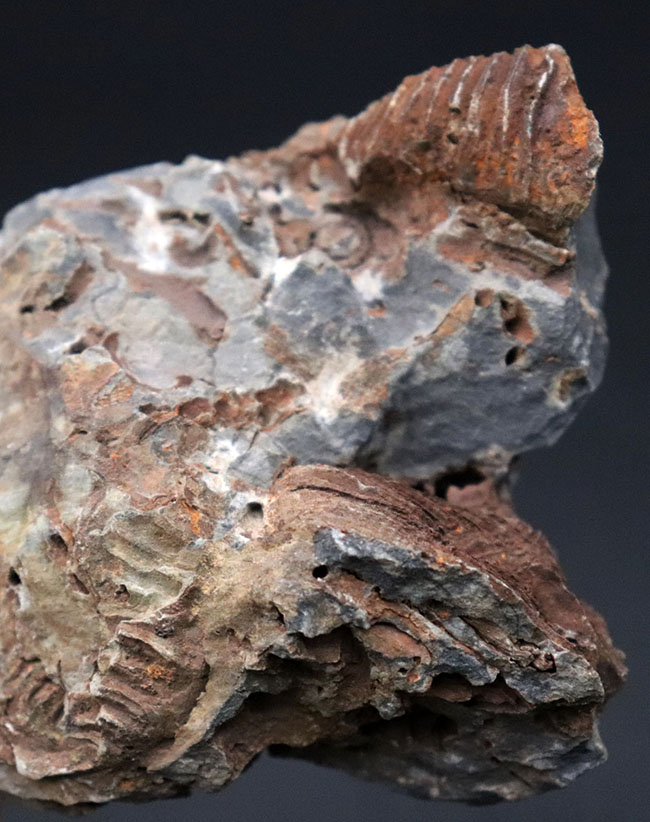 マニアックシリーズ、奇々怪々！発見当初は魚の歯の化石だと考えられた腕足類、レプトダス（Leptodus）の化石。岩手県陸前高田市産（その4）