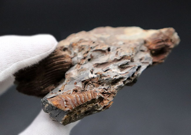 マニアックシリーズ、奇々怪々！発見当初は魚の歯の化石だと考えられた腕足類、レプトダス（Leptodus）の化石。岩手県陸前高田市産（その6）