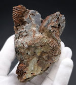 マニアックシリーズ、奇々怪々！発見当初は魚の歯の化石だと考えられた腕足類、レプトダス（Leptodus）の化石。岩手県陸前高田市産