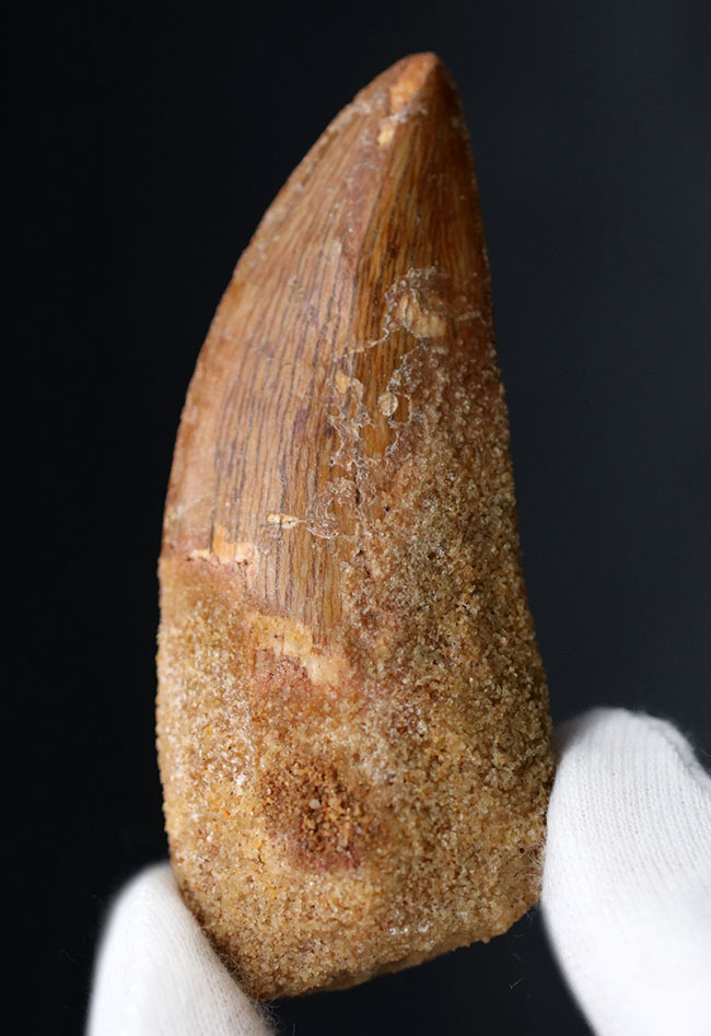 いかにも典型的、ステーキナイフのようない、ビッグサイズのカルカロドントサウルス（Carcharodontosaurus）の歯化石（その1）