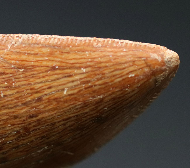 いかにも典型的、ステーキナイフのようない、ビッグサイズのカルカロドントサウルス(Carcharodontosaurus)の歯化石(その10)