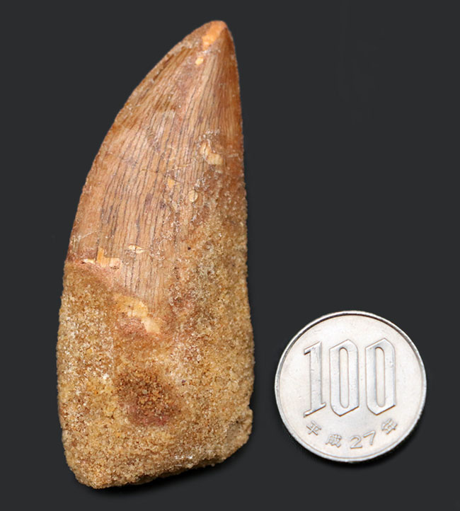 いかにも典型的、ステーキナイフのようない、ビッグサイズのカルカロドントサウルス(Carcharodontosaurus)の歯化石(その11)