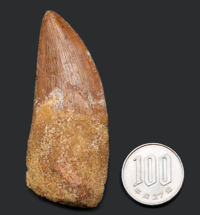 いかにも典型的、ステーキナイフのようない、ビッグサイズのカルカロドントサウルス(Carcharodontosaurus)の歯化石(その12)