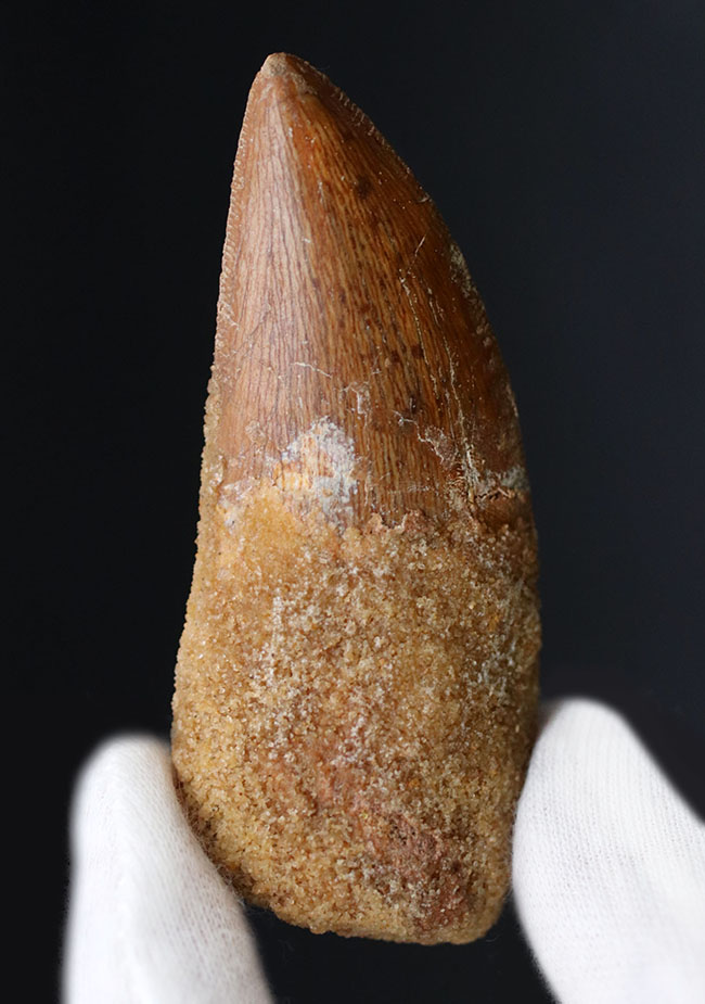 いかにも典型的、ステーキナイフのようない、ビッグサイズのカルカロドントサウルス(Carcharodontosaurus)の歯化石(その2)