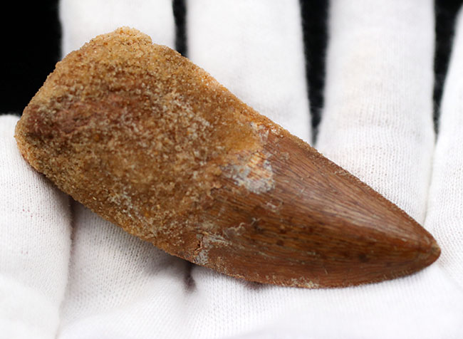 いかにも典型的、ステーキナイフのようない、ビッグサイズのカルカロドントサウルス(Carcharodontosaurus)の歯化石(その3)