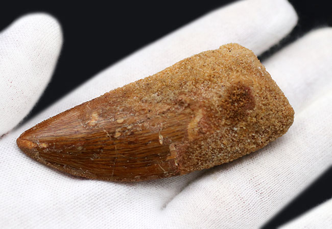 いかにも典型的、ステーキナイフのようない、ビッグサイズのカルカロドントサウルス(Carcharodontosaurus)の歯化石(その4)