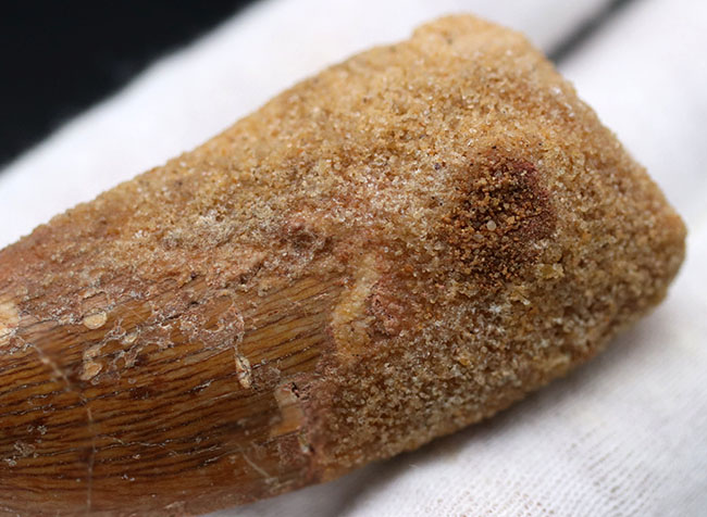 いかにも典型的、ステーキナイフのようない、ビッグサイズのカルカロドントサウルス(Carcharodontosaurus)の歯化石(その6)