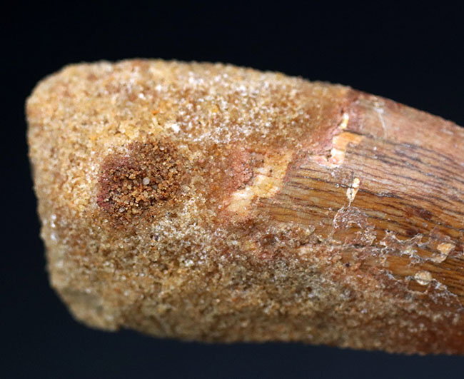 いかにも典型的、ステーキナイフのようない、ビッグサイズのカルカロドントサウルス(Carcharodontosaurus)の歯化石(その7)