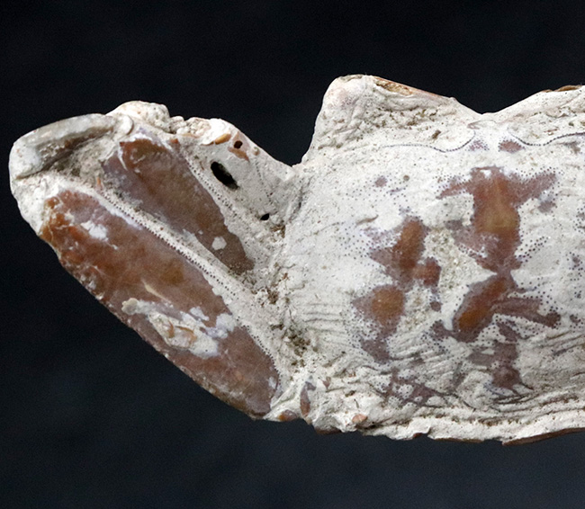 マニアックシリーズ！国内産の全景が保存された状態の良いカニの化石