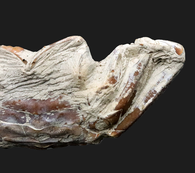 マニアックシリーズ！国内産の全景が保存された状態の良いカニの化石（その7）