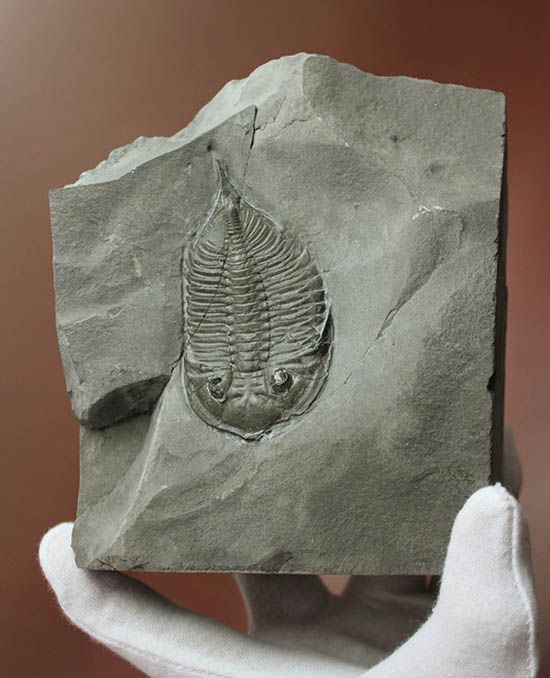 シンプルなフォルムに理由あり！？米国ニューヨーク州産三葉虫ダルマニテス(Dalumanites limulurus)（その9）