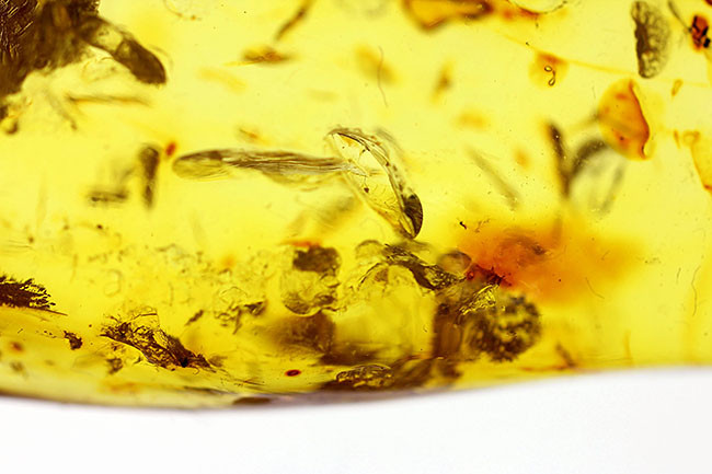 透明度が高く新鮮な黄色を呈するバルト海産フラワーアンバー（その11）