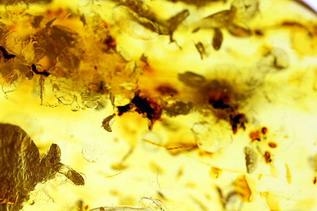 透明度が高く新鮮な黄色を呈するバルト海産フラワーアンバー（その13）