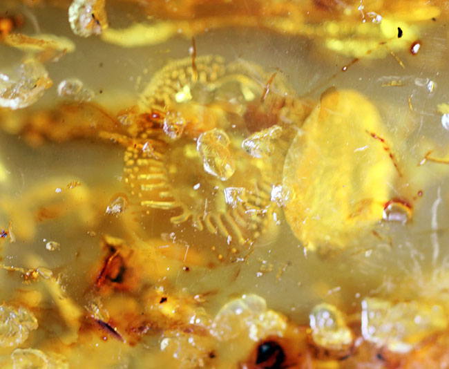 透明度が高く新鮮な黄色を呈するバルト海産フラワーアンバー（その6）