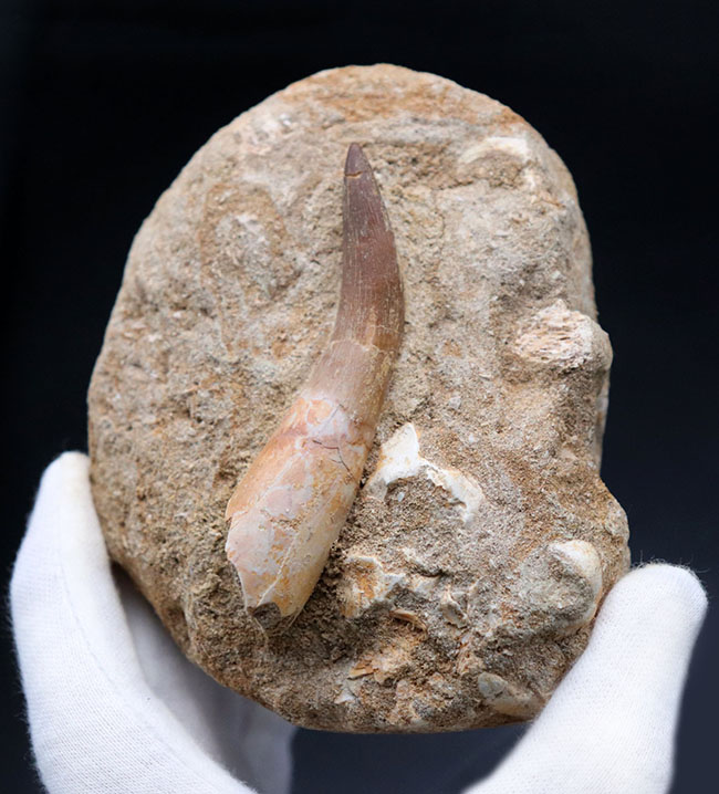 超ロング歯!首長竜、エラスモサウルス(Elasmosaurus sp.)の母岩付き上質歯化石(その1)