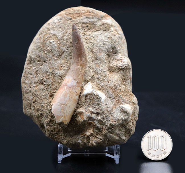 超ロング歯!首長竜、エラスモサウルス(Elasmosaurus sp.)の母岩付き上質歯化石(その10)