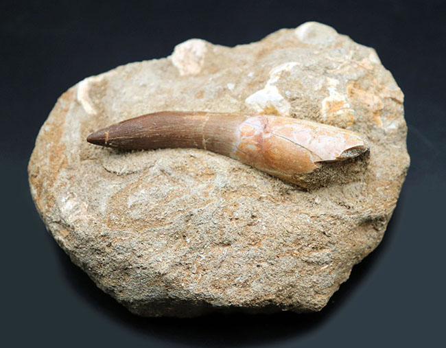 超ロング歯!首長竜、エラスモサウルス(Elasmosaurus sp.)の母岩付き上質歯化石(その2)