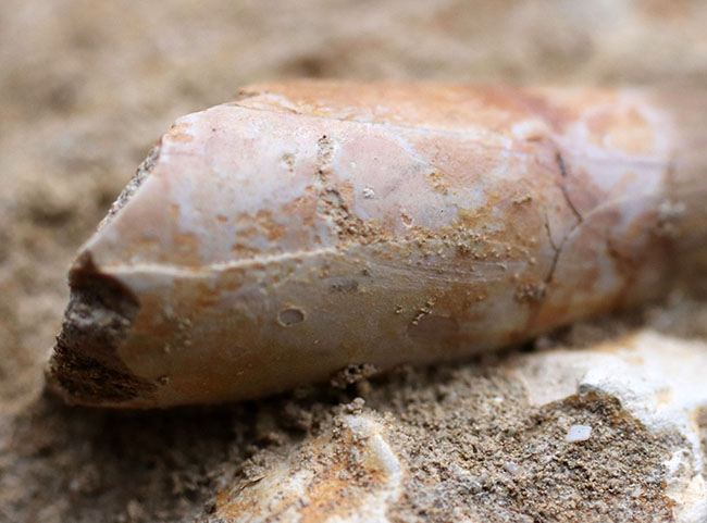 超ロング歯!首長竜、エラスモサウルス(Elasmosaurus sp.)の母岩付き上質歯化石(その4)