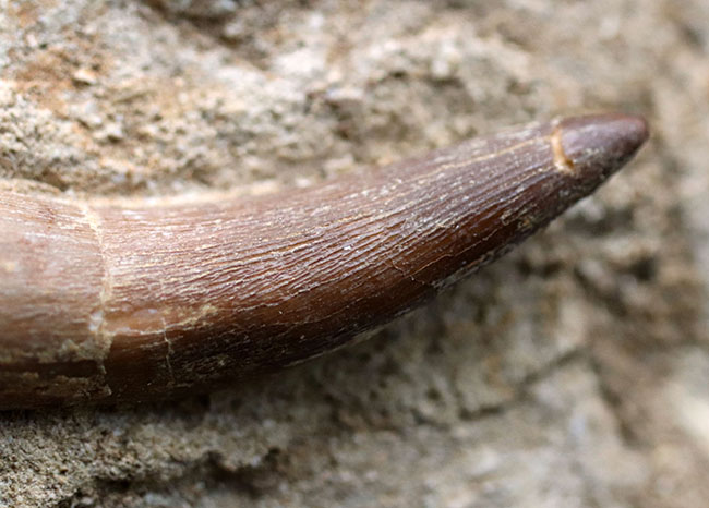 超ロング歯!首長竜、エラスモサウルス(Elasmosaurus sp.)の母岩付き上質歯化石(その5)