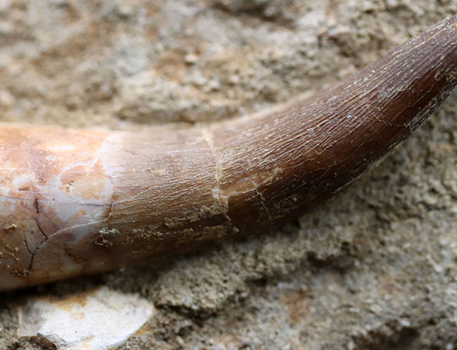 超ロング歯!首長竜、エラスモサウルス(Elasmosaurus sp.)の母岩付き上質歯化石(その6)