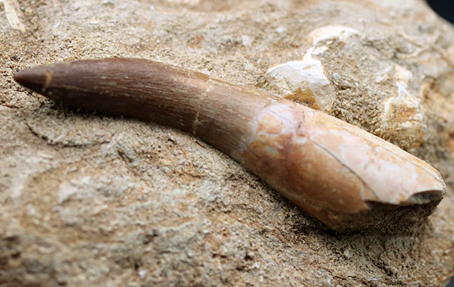 超ロング歯!首長竜、エラスモサウルス(Elasmosaurus sp.)の母岩付き上質歯化石(その7)