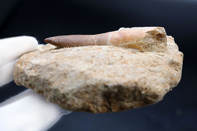 超ロング歯！首長竜、エラスモサウルス（Elasmosaurus sp.）の母岩付き上質歯化石（その8）