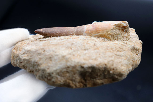超ロング歯!首長竜、エラスモサウルス(Elasmosaurus sp.)の母岩付き上質歯化石(その8)