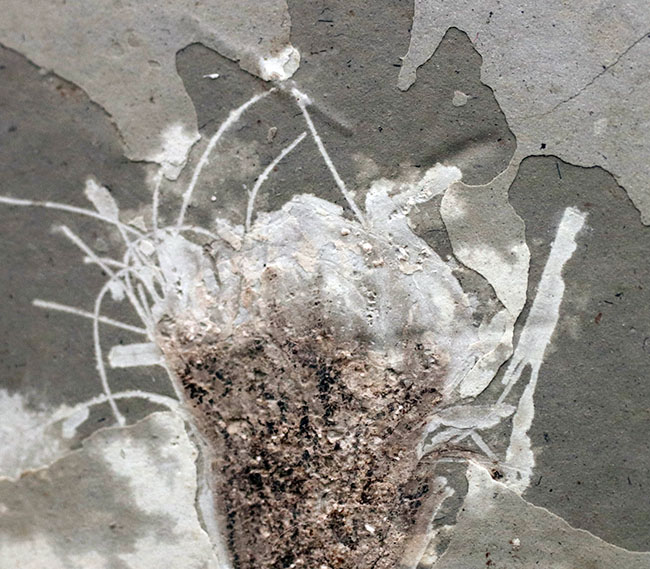 花の化石 花の化石 花の化石 カード検索 ｜ Z/X - Zillions of enemy X - ゼクス