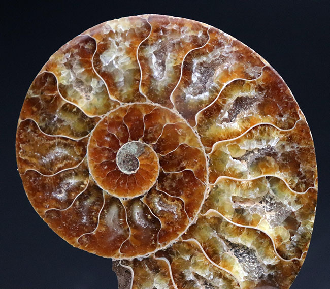 カラフル！極めて美しい、繊細な隔壁のラインを堪能せよ！１億年前のアンモナイト、クレオニセラス（Cleoniceras）のカット＆ポリッシュ標本。（その2）