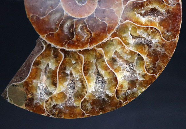 カラフル！極めて美しい、繊細な隔壁のラインを堪能せよ！１億年前のアンモナイト、クレオニセラス（Cleoniceras）のカット＆ポリッシュ標本。（その3）