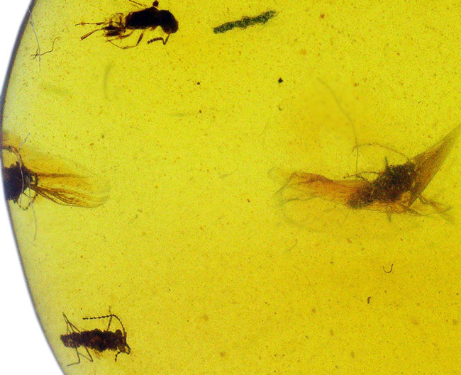 透明度抜群！白亜紀の虫を封じ込めた、希少な恐竜時代の琥珀「バーマイト（Burmite）」（その1）