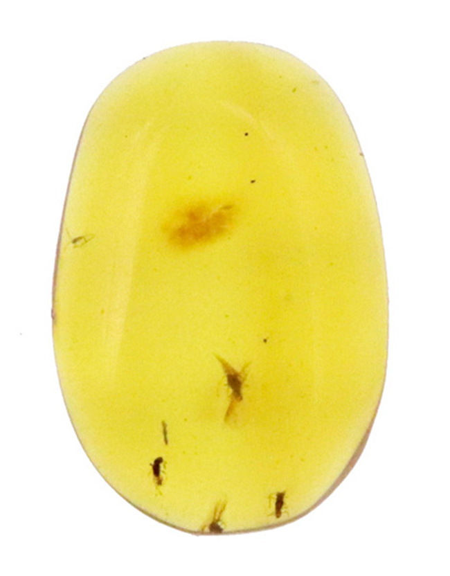 透明度抜群！白亜紀の虫を封じ込めた、希少な恐竜時代の琥珀「バーマイト（Burmite）」（その2）