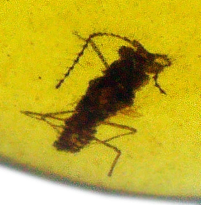 透明度抜群！白亜紀の虫を封じ込めた、希少な恐竜時代の琥珀「バーマイト（Burmite）」（その3）