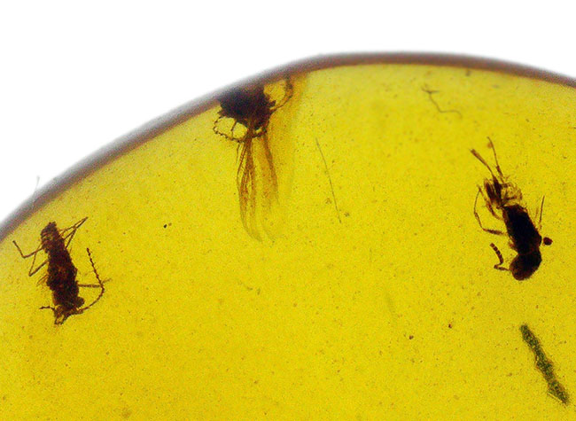 透明度抜群！白亜紀の虫を封じ込めた、希少な恐竜時代の琥珀「バーマイト（Burmite）」（その4）