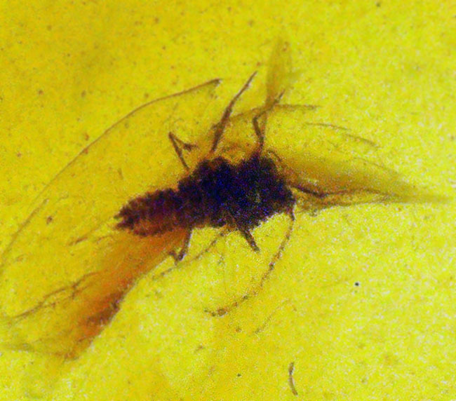 透明度抜群！白亜紀の虫を封じ込めた、希少な恐竜時代の琥珀「バーマイト（Burmite）」（その5）