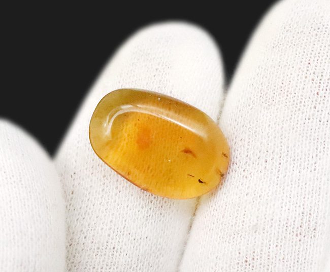 透明度抜群！白亜紀の虫を封じ込めた、希少な恐竜時代の琥珀「バーマイト（Burmite）」（その7）